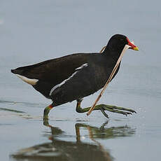 Gallinule poule-d'eau