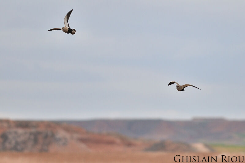 Black-bellied Sandgrouseadult