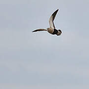 Black-bellied Sandgrouse