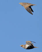 Black-bellied Sandgrouse