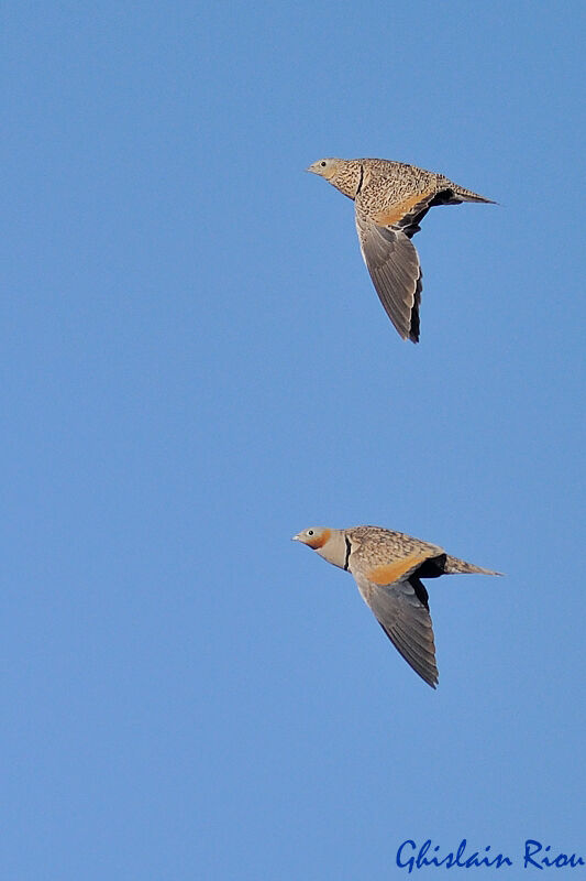 Black-bellied Sandgrouseadult