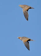 Black-bellied Sandgrouse