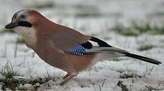 Eurasian Jay