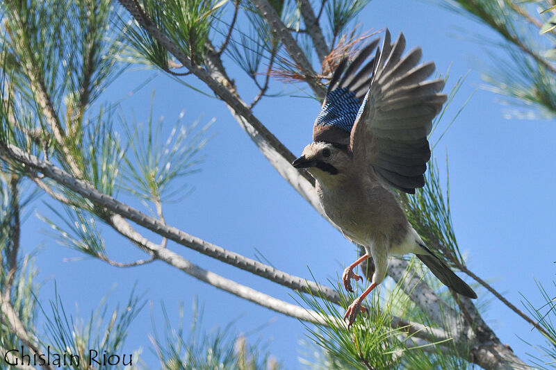 Eurasian Jay