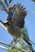 Eurasian Jay