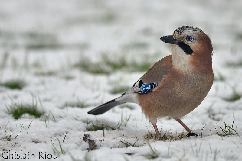 Eurasian Jay