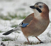 Eurasian Jay