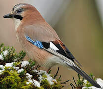 Eurasian Jay