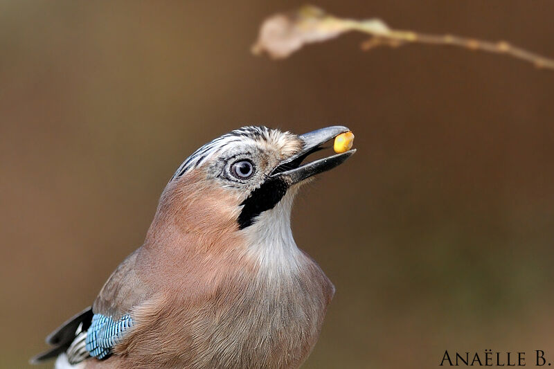 Eurasian Jay, close-up portrait, eats