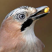 Eurasian Jay