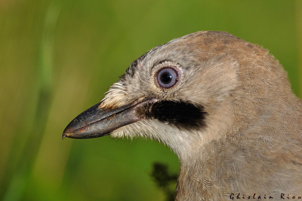 Eurasian JayFirst year