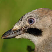 Eurasian Jay