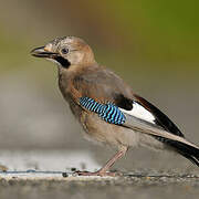 Eurasian Jay