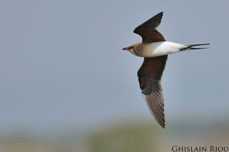 Collared Pratincole