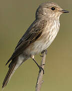 Spotted Flycatcher