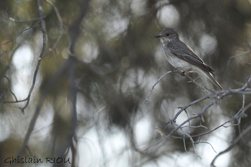 Spotted Flycatcher