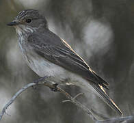 Spotted Flycatcher