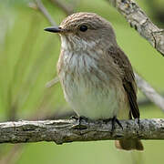 Spotted Flycatcher