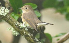 Red-breasted Flycatcher