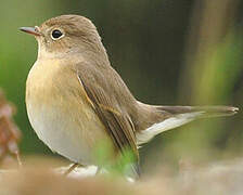 Red-breasted Flycatcher