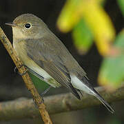 Red-breasted Flycatcher