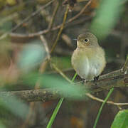 Red-breasted Flycatcher