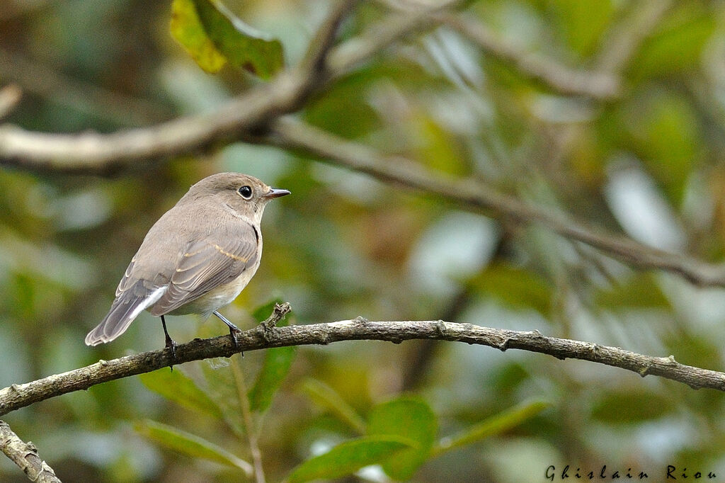 Red-breasted FlycatcherFirst year