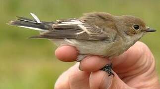 European Pied Flycatcher