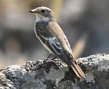 European Pied Flycatcher