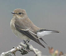 European Pied Flycatcher