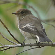 European Pied Flycatcher