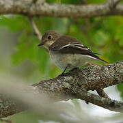 European Pied Flycatcher