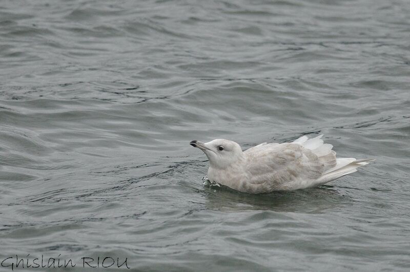 Iceland GullSecond year