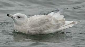 Iceland Gull