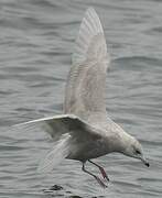 Goéland à ailes blanches