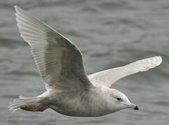 Goéland à ailes blanches