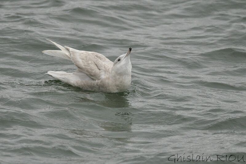 Iceland GullSecond year