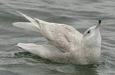 Goéland à ailes blanches