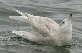 Iceland Gull