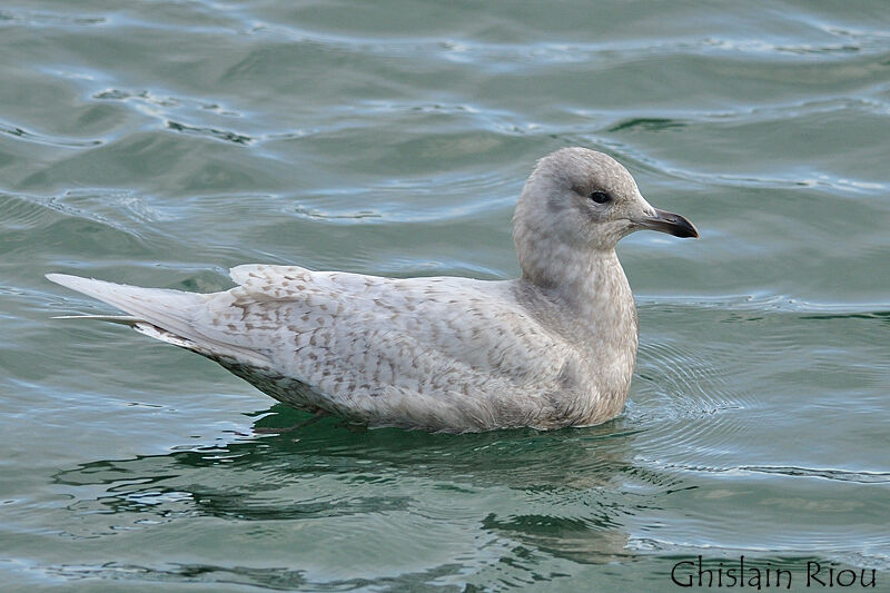 Goéland à ailes blanches2ème année