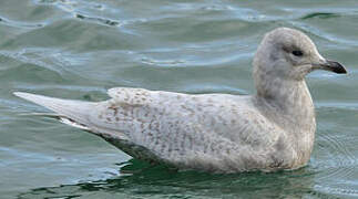 Iceland Gull