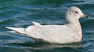 Iceland Gull