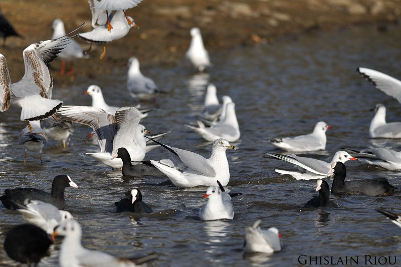 Ring-billed Gull