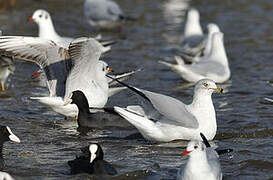 Ring-billed Gull