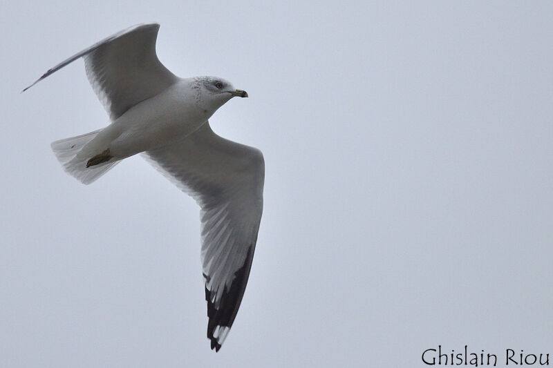 Ring-billed Gull