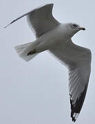 Ring-billed Gull