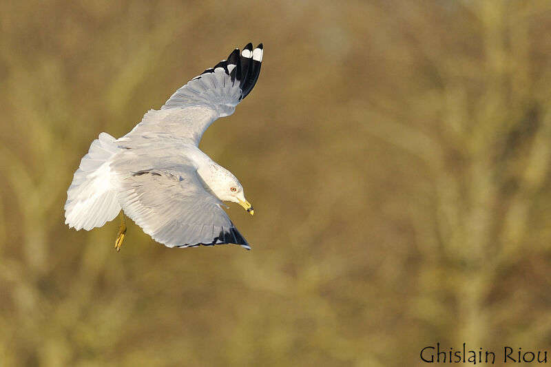 Ring-billed Gulladult