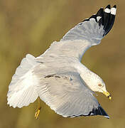 Ring-billed Gull