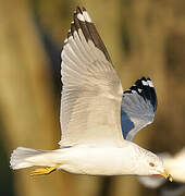 Ring-billed Gull