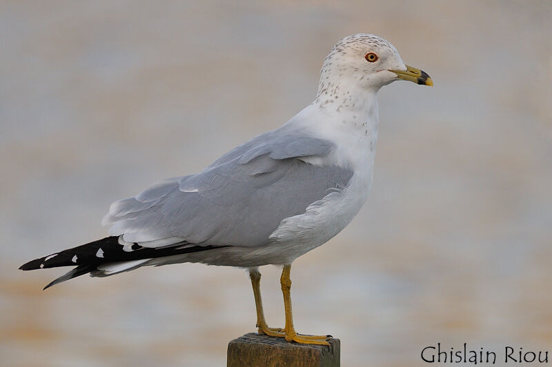 Ring-billed Gull